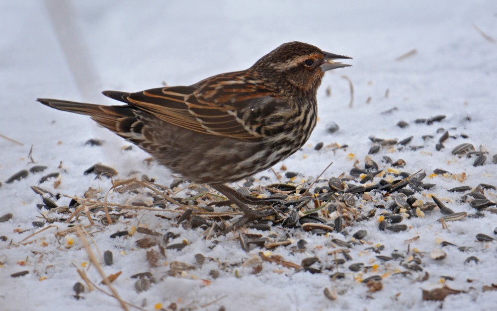 Red-winged Blackbird - ML47806301