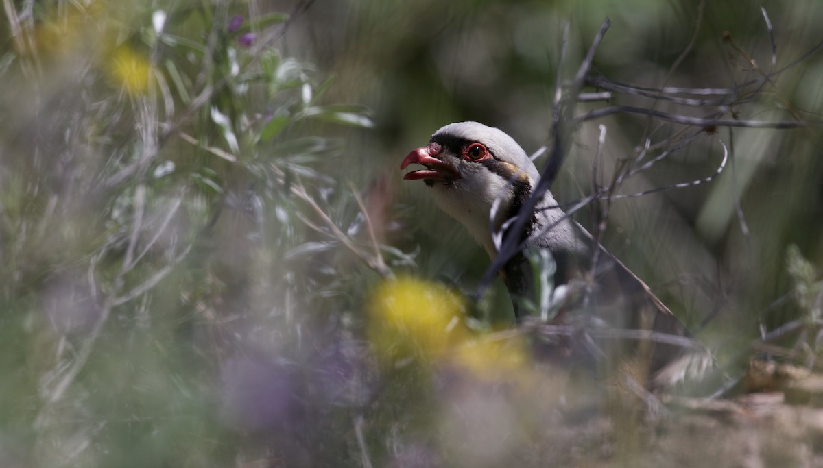 Chukar - ML478064461