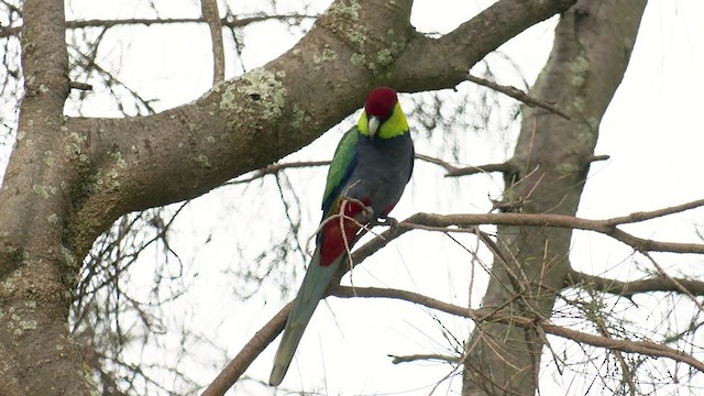 Red-capped Parrot - ML478064521