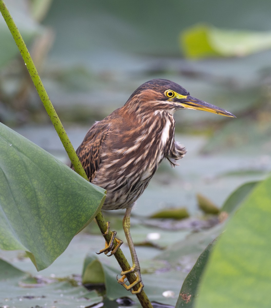 Green Heron - Matthew Sabourin