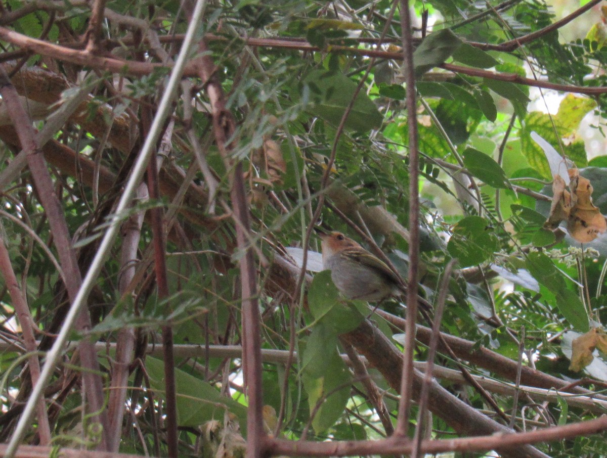 Ochre-faced Tody-Flycatcher - ML478067271