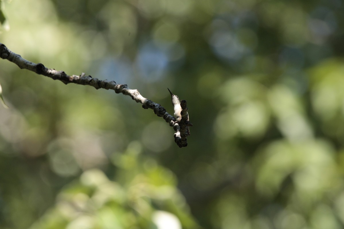 Calliope Hummingbird - ML478067931