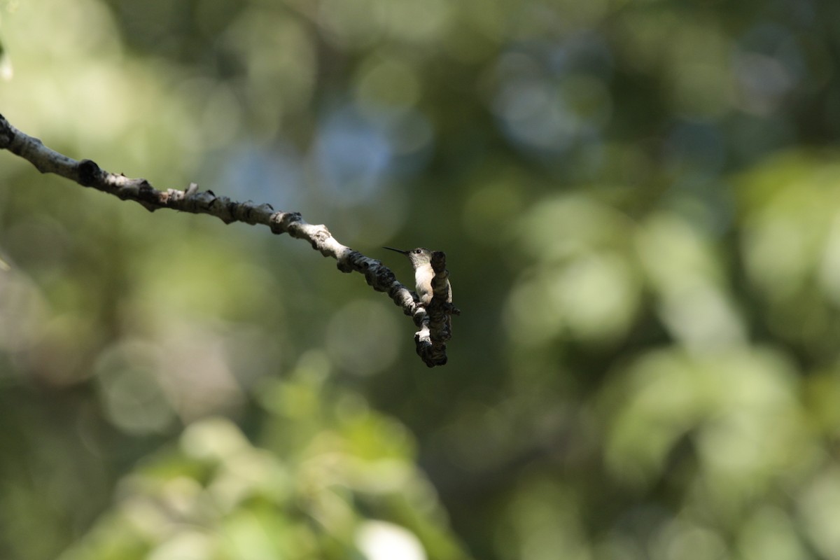 Calliope Hummingbird - ML478067941