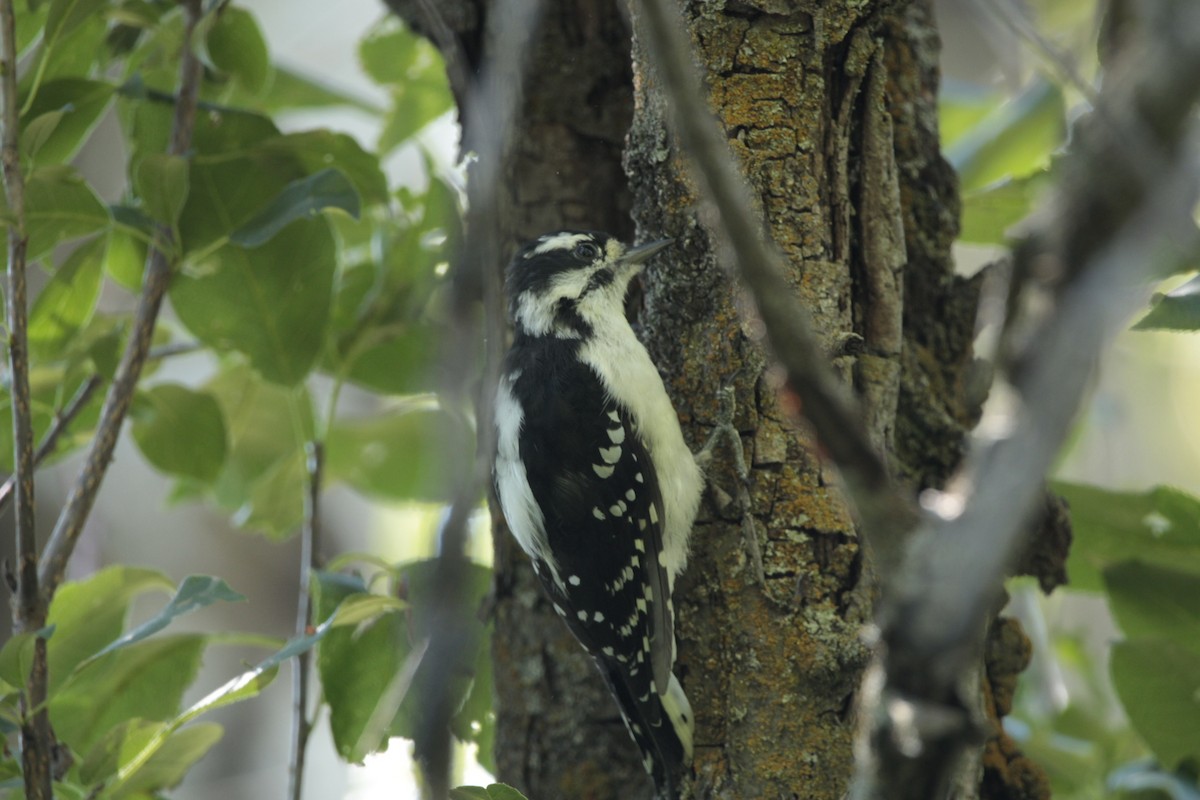 Downy Woodpecker - ML478068541