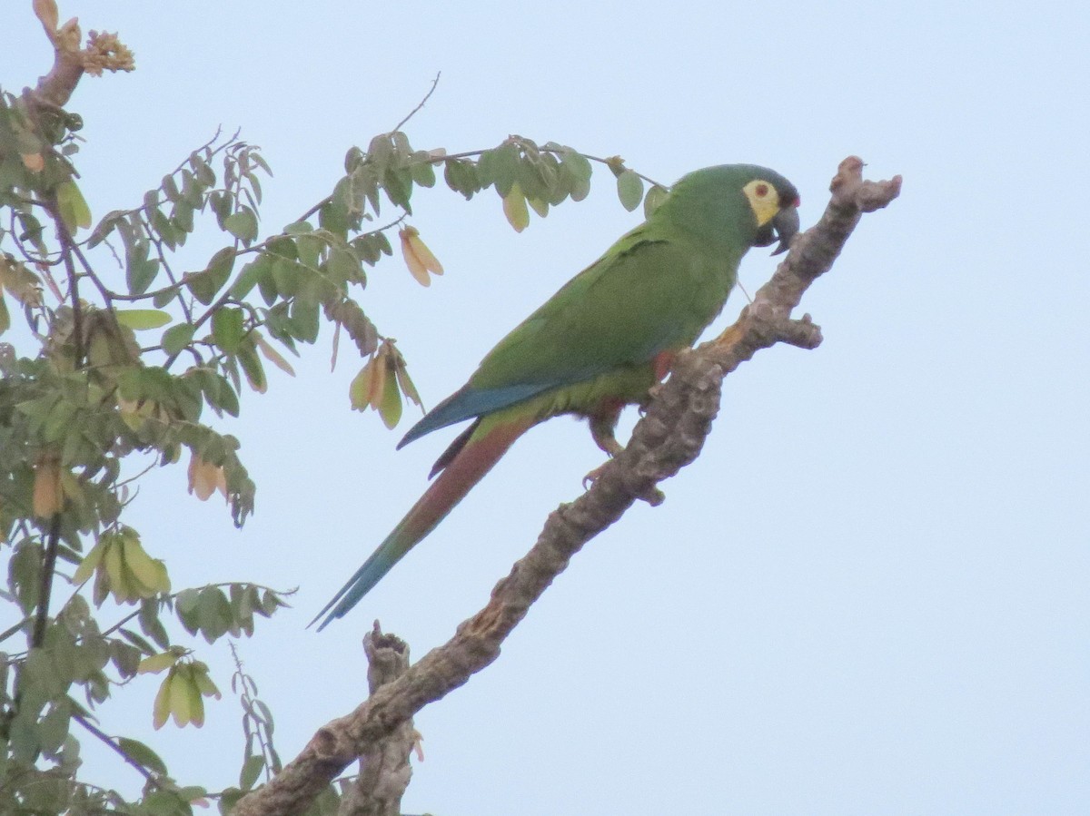 Blue-winged Macaw - ML478068971