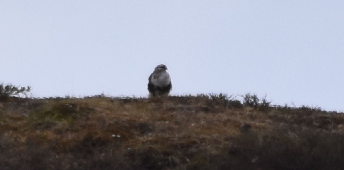 Rough-legged Hawk - ML478069331