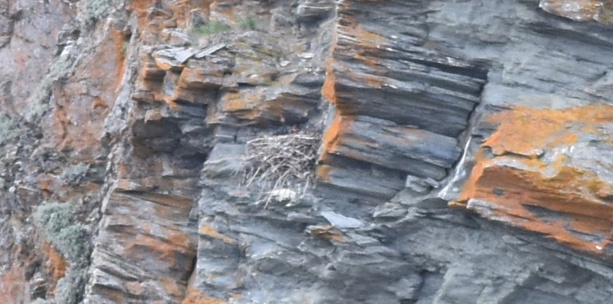 Rough-legged Hawk - ML478069411