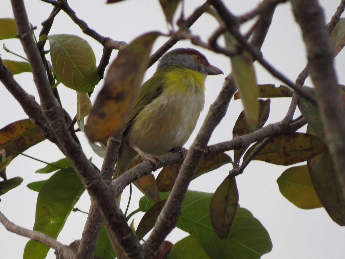 Rufous-browed Peppershrike - ML478069441