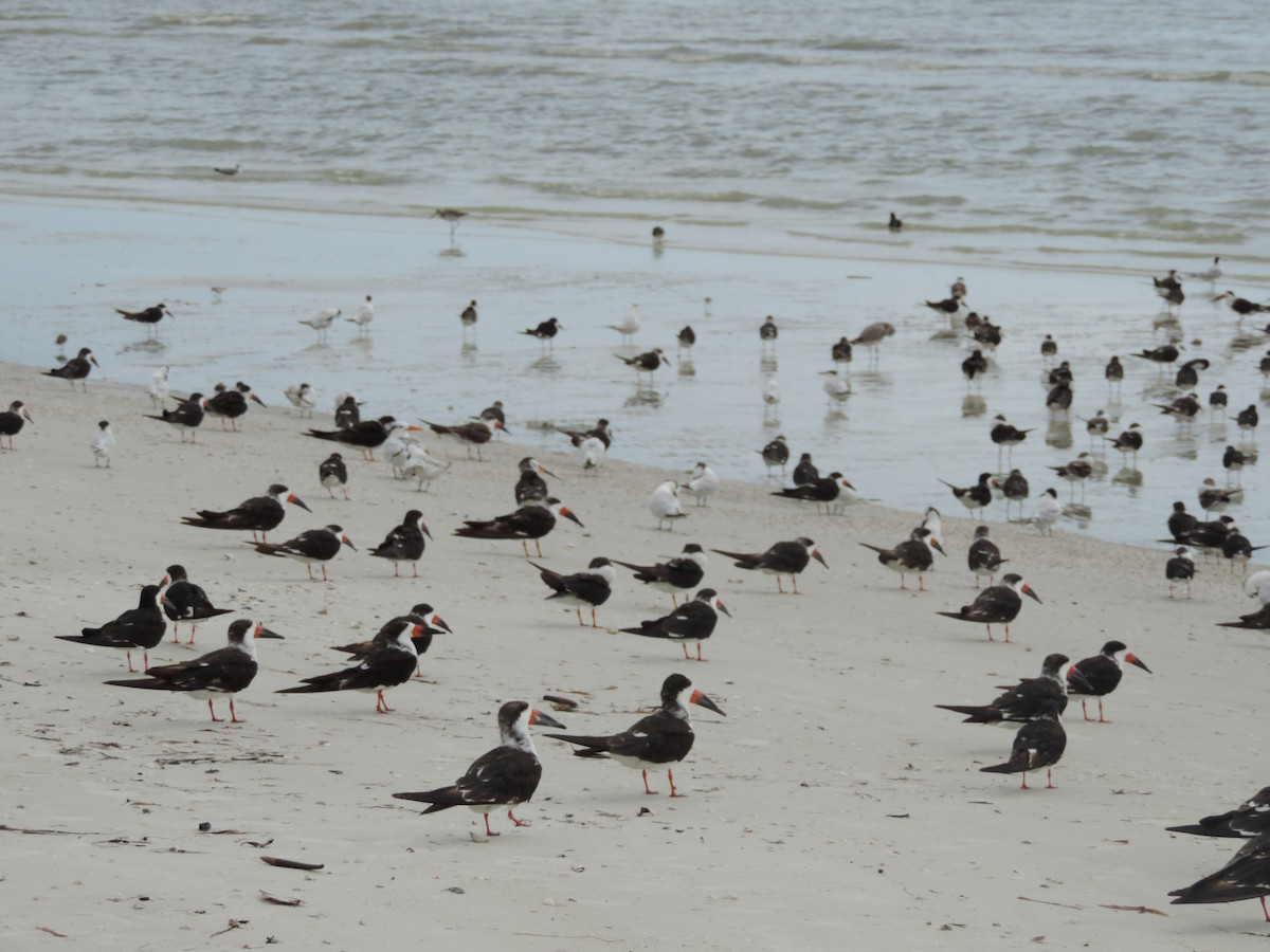 Black Skimmer - ML478069461