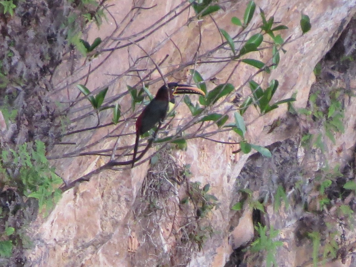 Chestnut-eared Aracari - Kevin Seymour