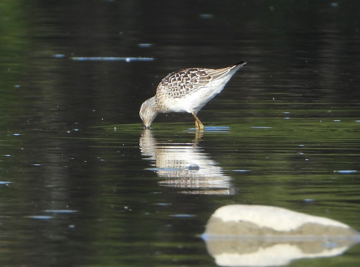 Stilt Sandpiper - ML478069821