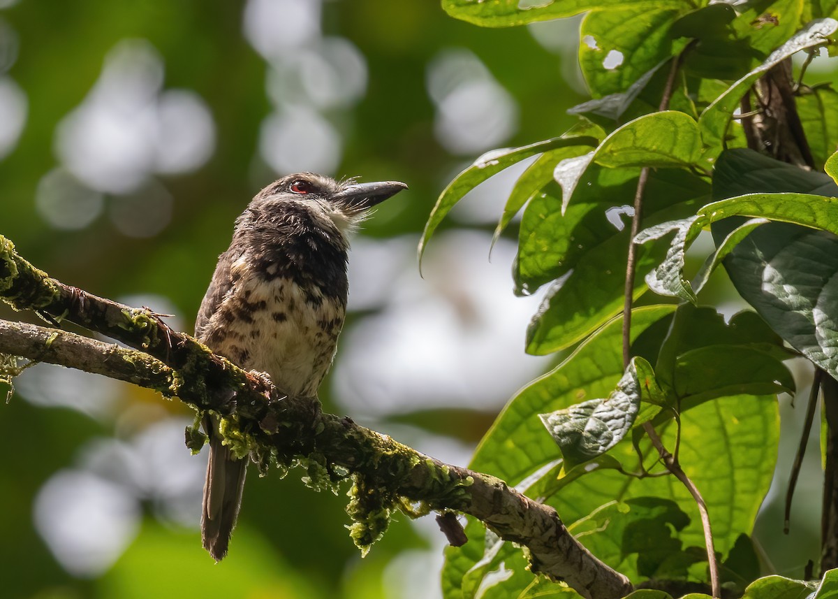 Sooty-capped Puffbird - ML478070651