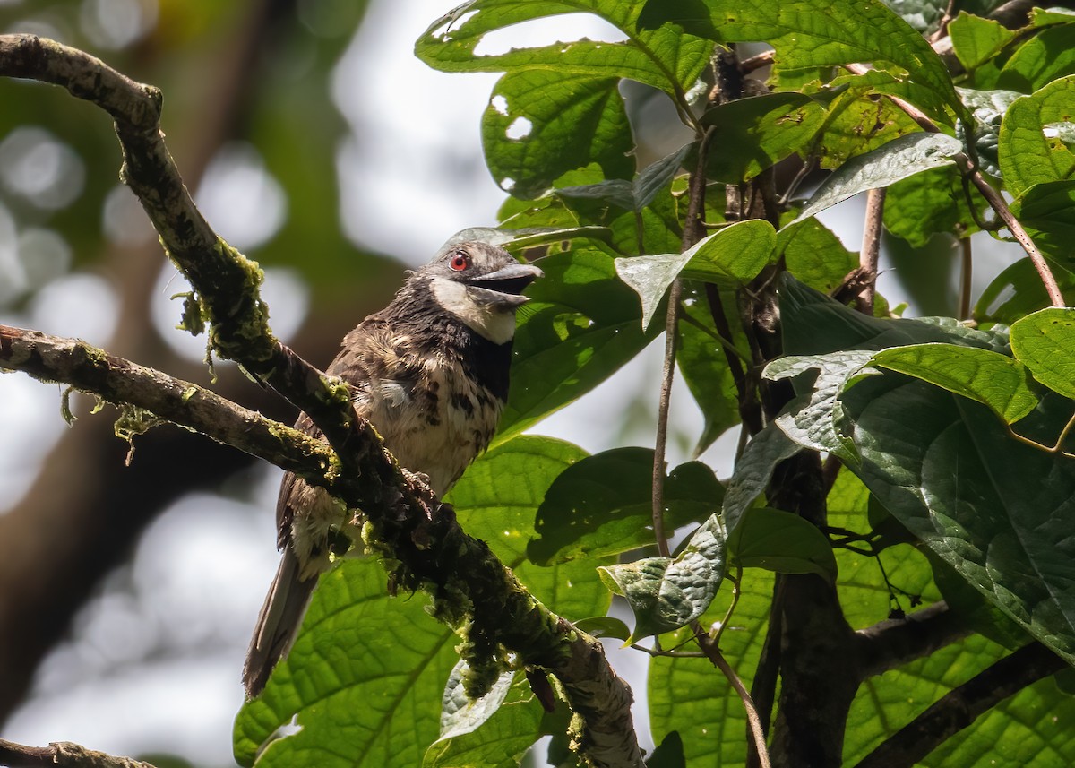 Sooty-capped Puffbird - ML478070661