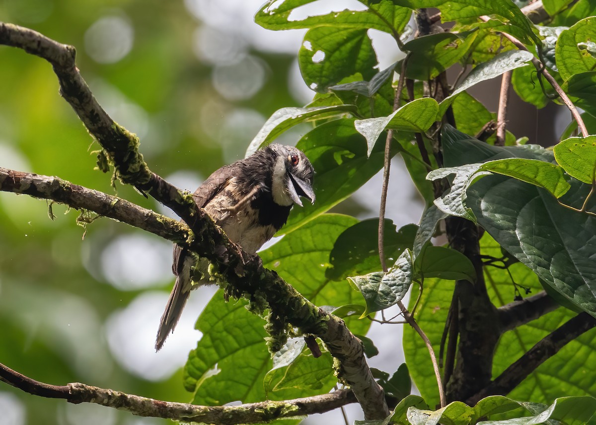 Sooty-capped Puffbird - ML478070681