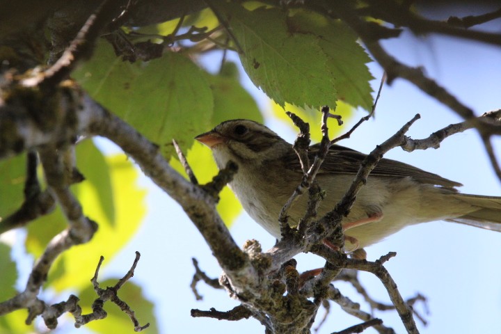 Clay-colored Sparrow - ML478071401