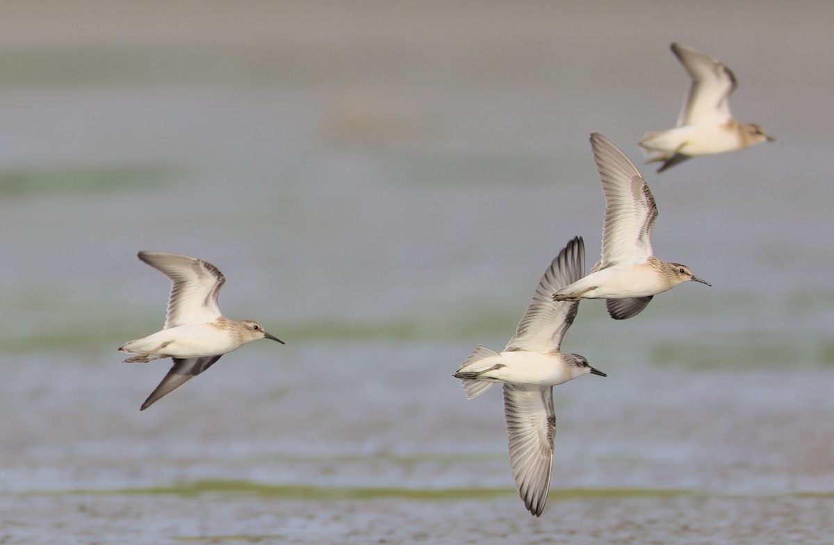 Semipalmated Sandpiper - ML478072081