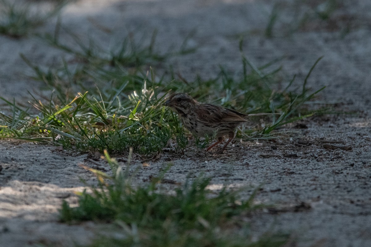 Song Sparrow - ML478072201