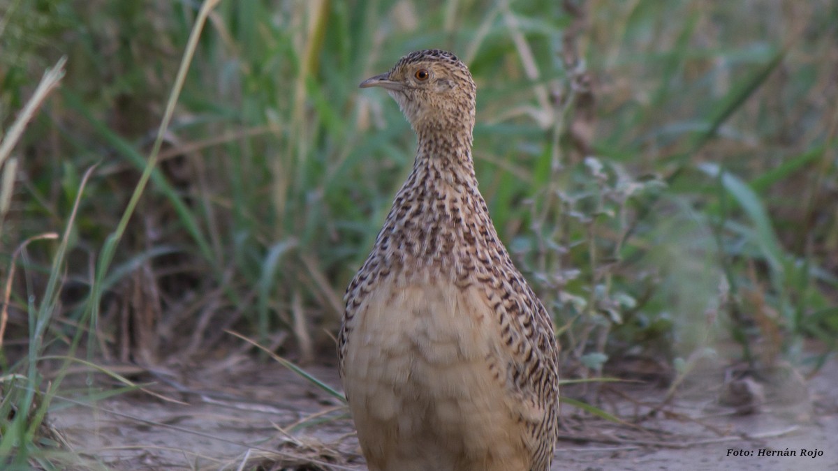 Darwin's Nothura - Hernán Rojo