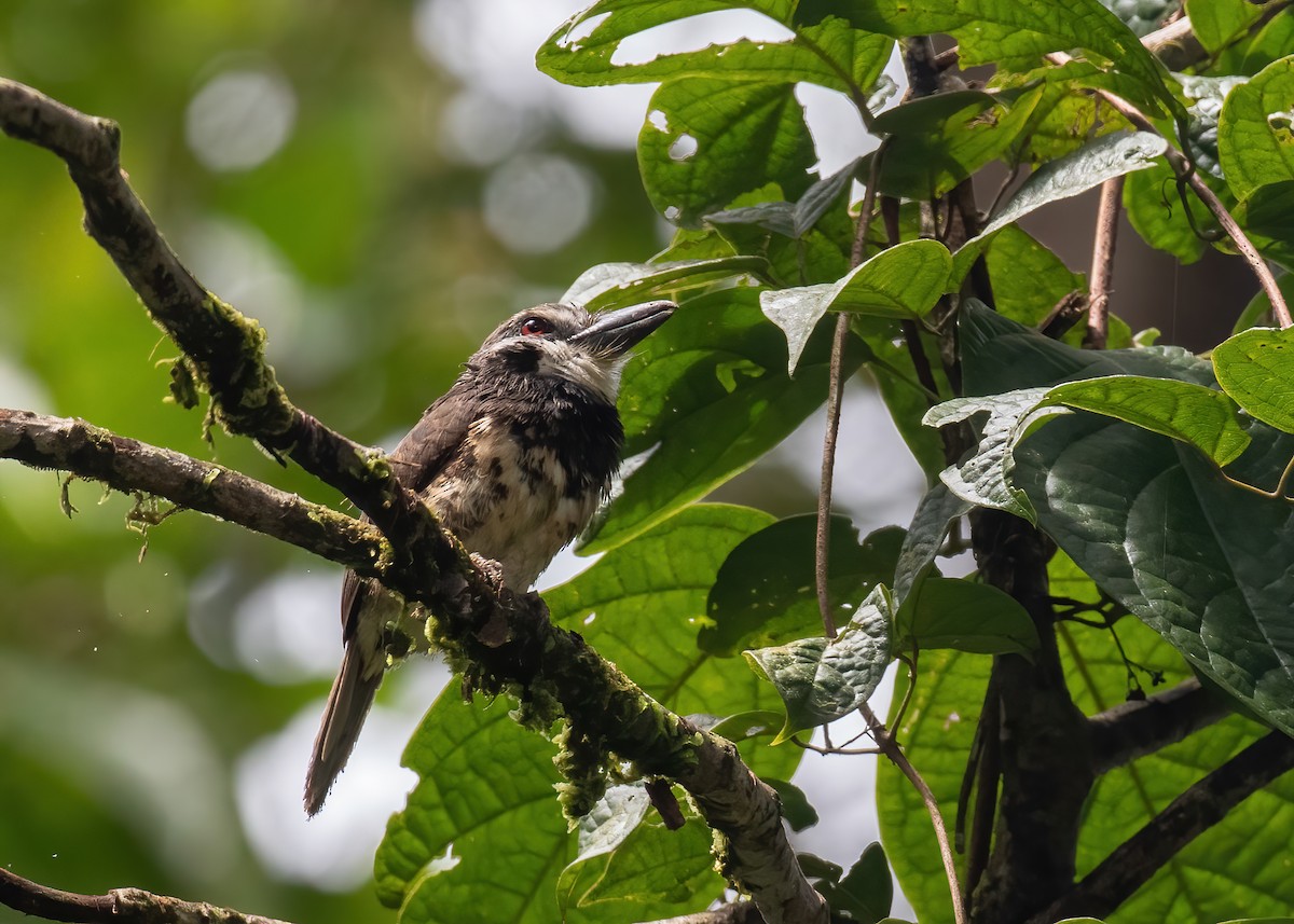 Sooty-capped Puffbird - ML478072461