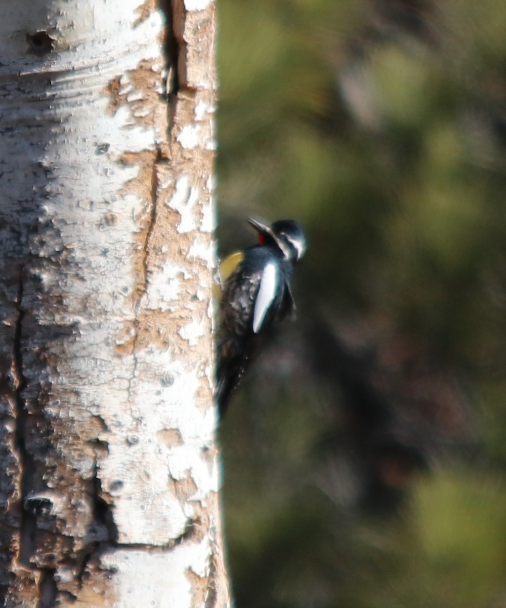 Williamson's Sapsucker - ML478072601