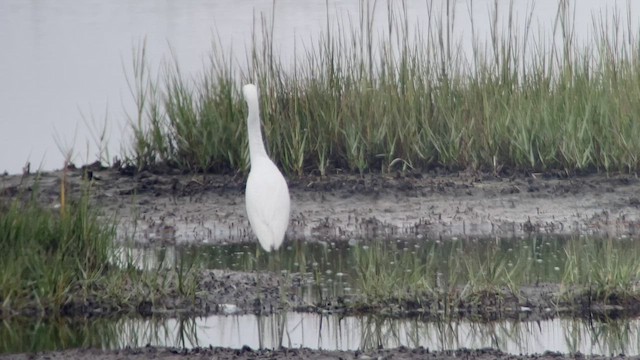 Little Blue Heron - ML478072631