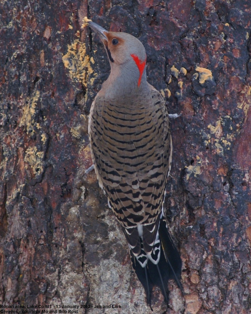 Northern Flicker (Yellow-shafted) - ML478072781