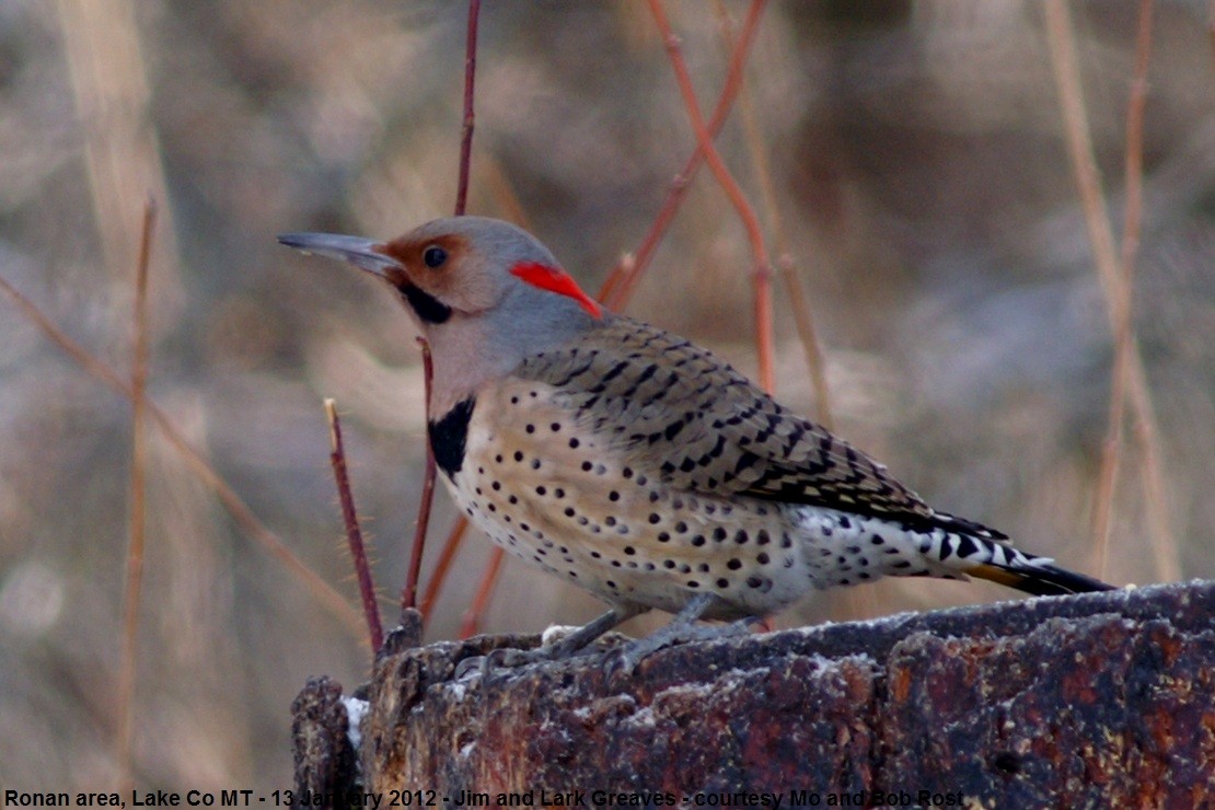 Northern Flicker (Yellow-shafted) - ML478073021