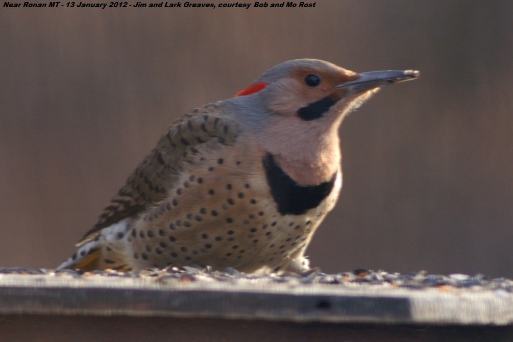 Northern Flicker (Yellow-shafted) - ML478073151