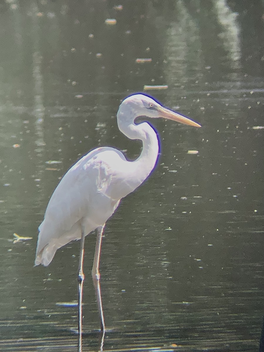 Great Blue Heron (Great White) - ML478073211