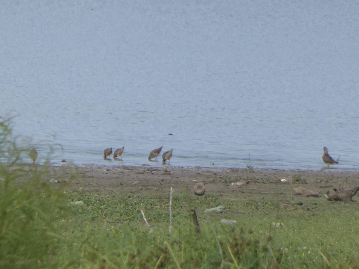 Short-billed Dowitcher - ML478074341