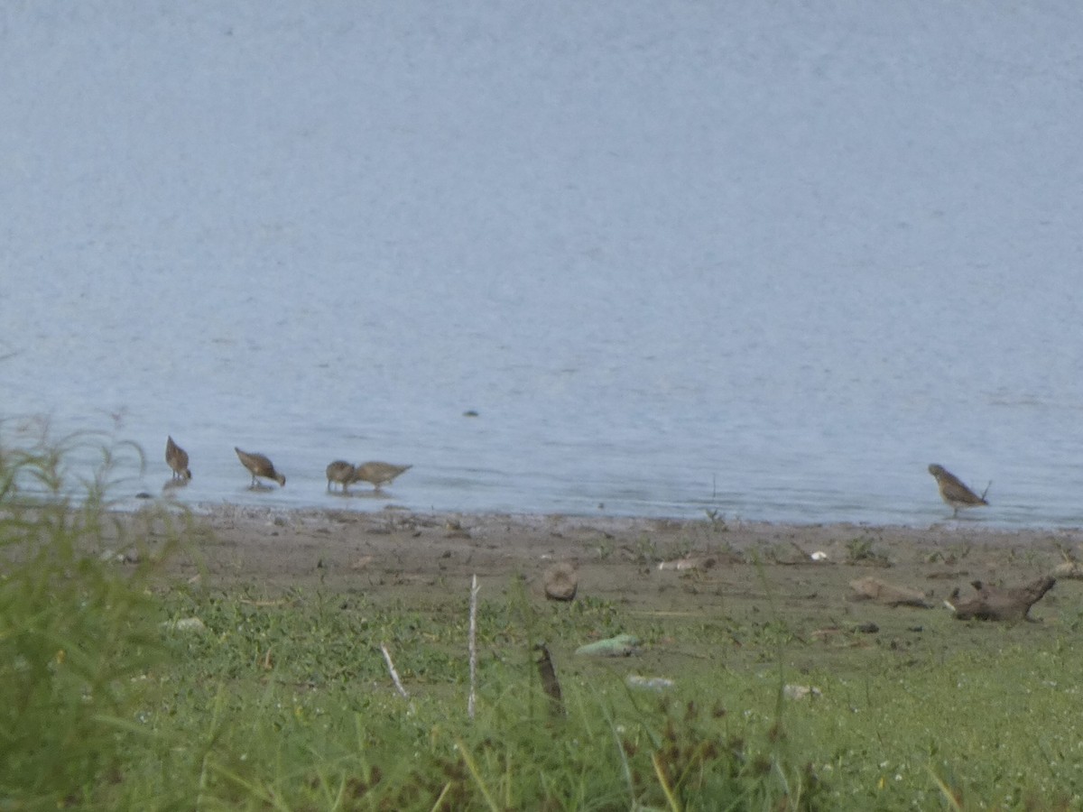 Short-billed Dowitcher - ML478074351