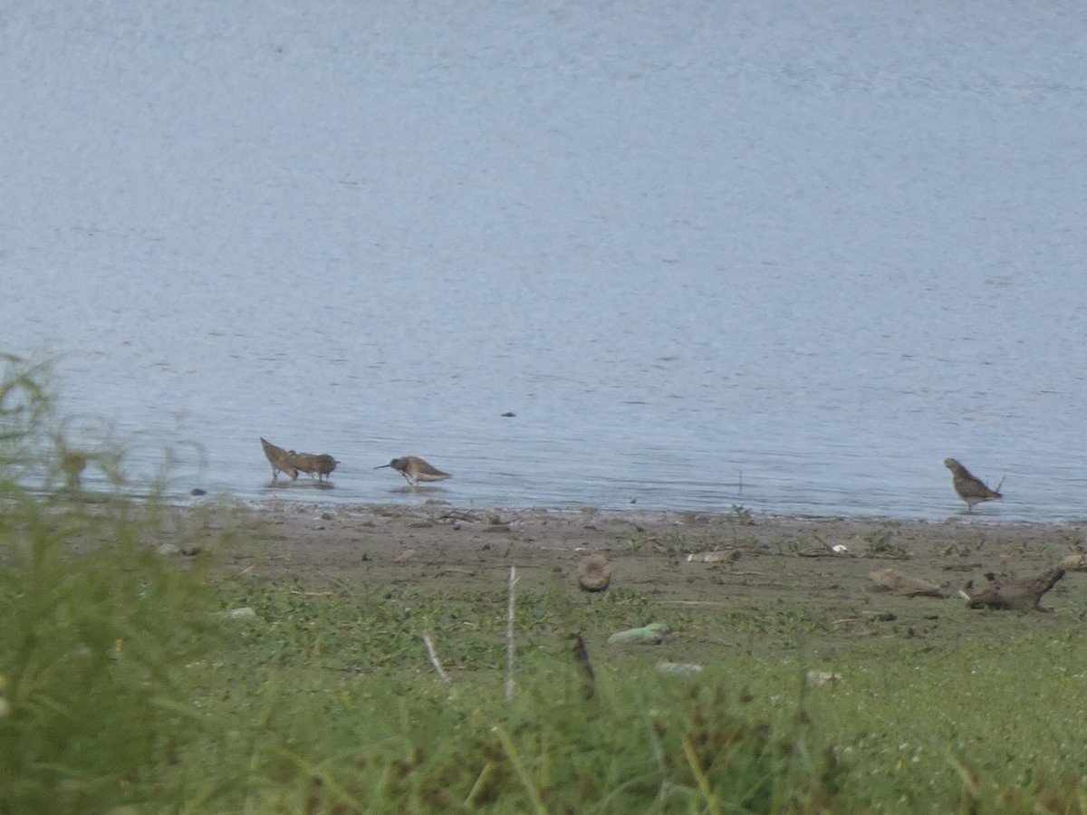 Short-billed Dowitcher - ML478074371