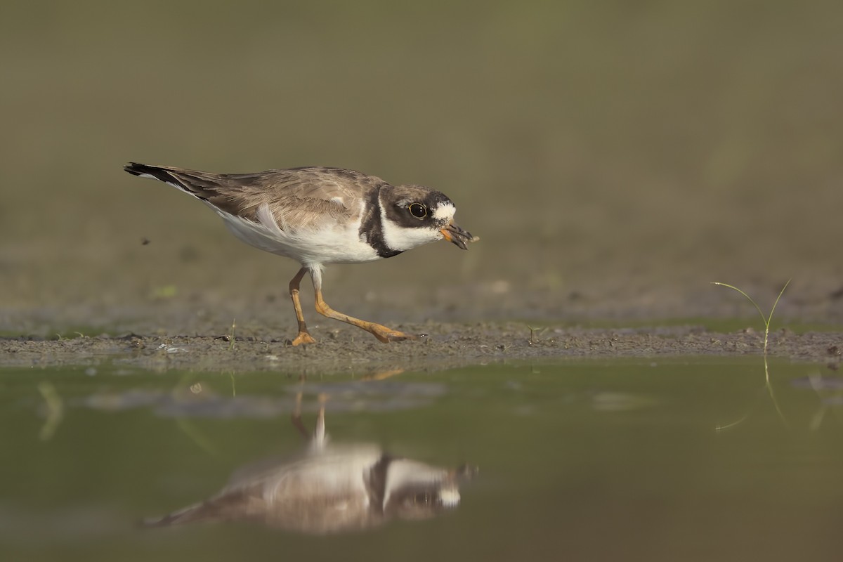 Semipalmated Plover - ML478075911