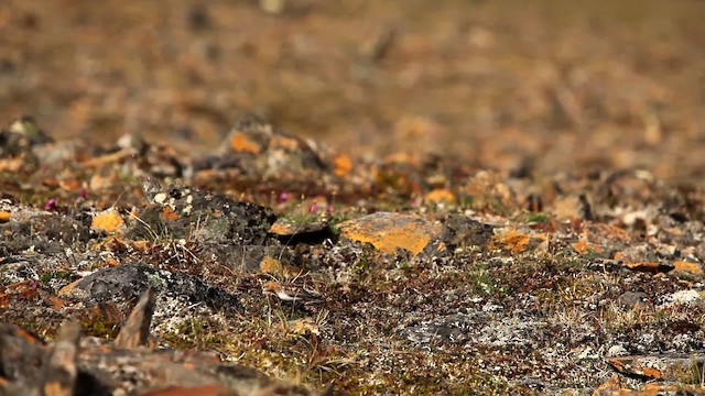 Red-necked Stint - ML478076