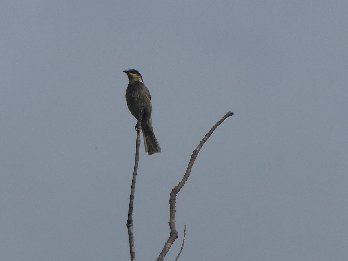 Mangrove Honeyeater - ML478076271