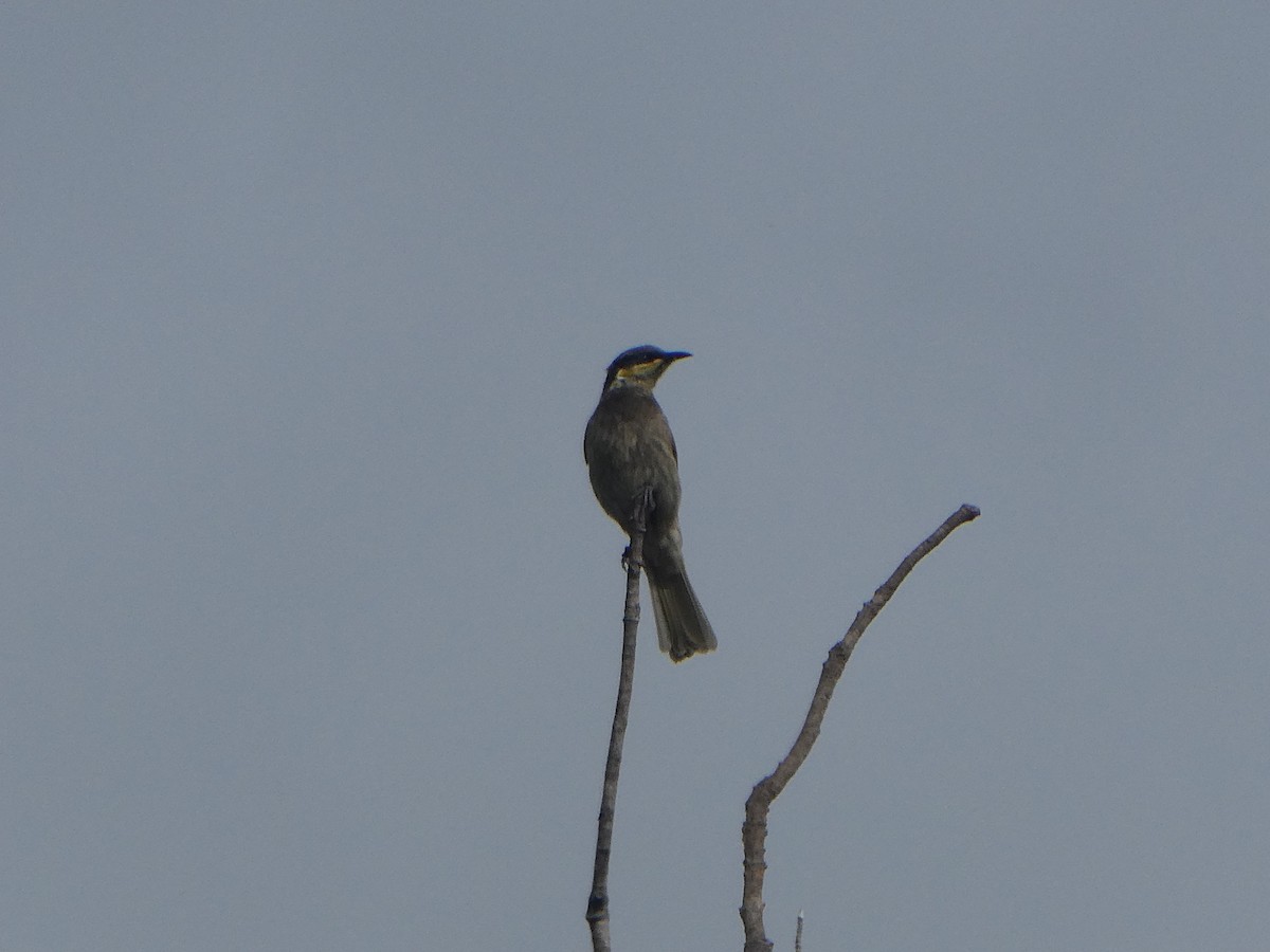 Mangrove Honeyeater - ML478076461