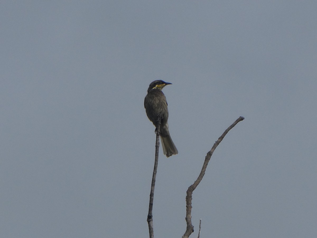 Mangrove Honeyeater - ML478076541