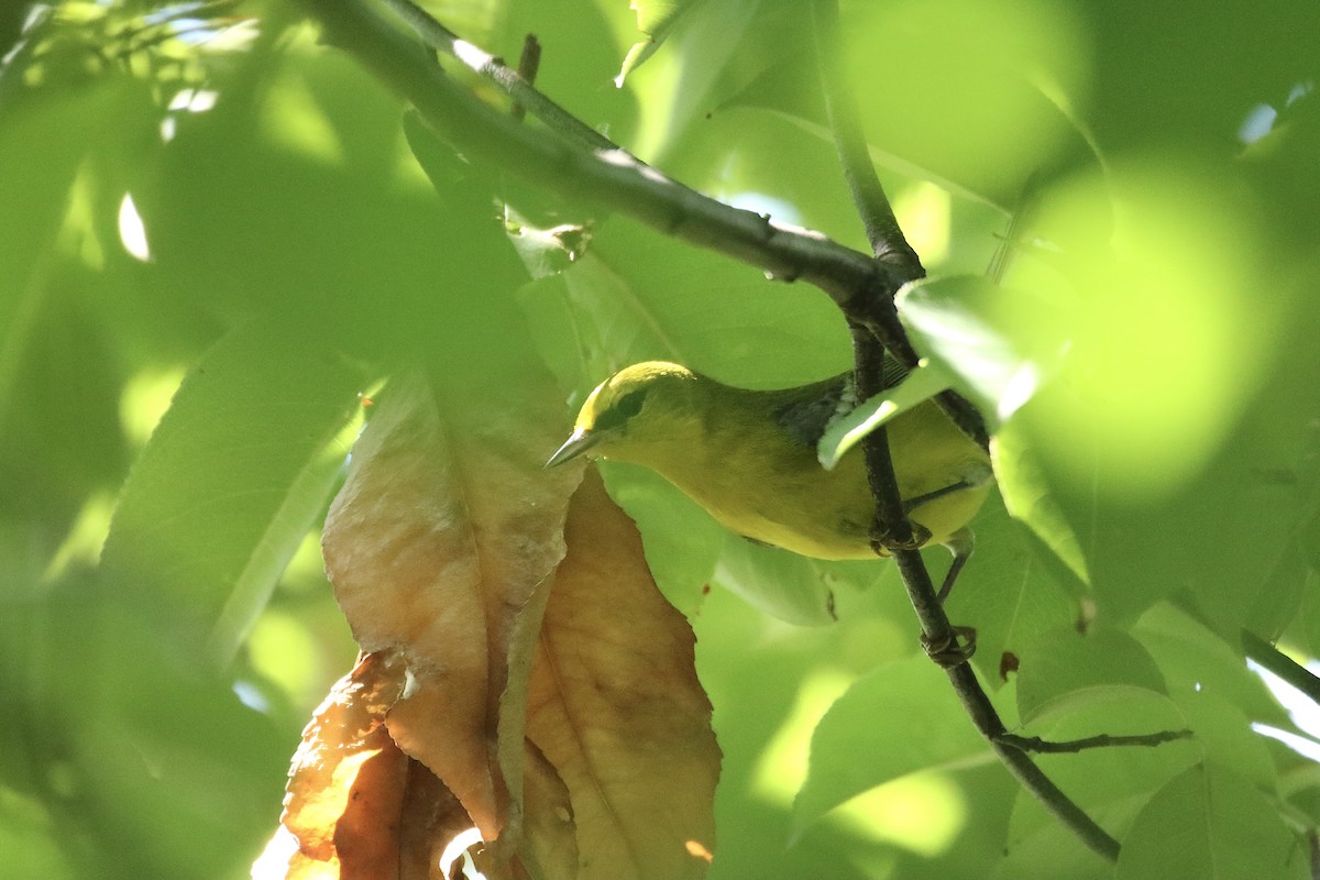 Blue-winged Warbler - ML478076611