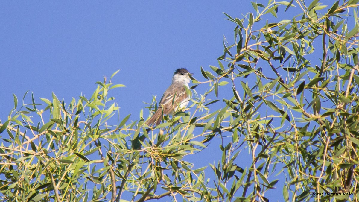 White-naped Xenopsaris - ML47807691