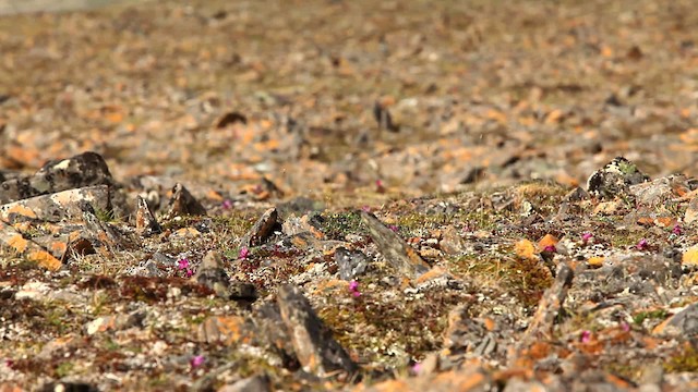Red-necked Stint - ML478077