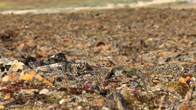 Red-necked Stint - ML478078