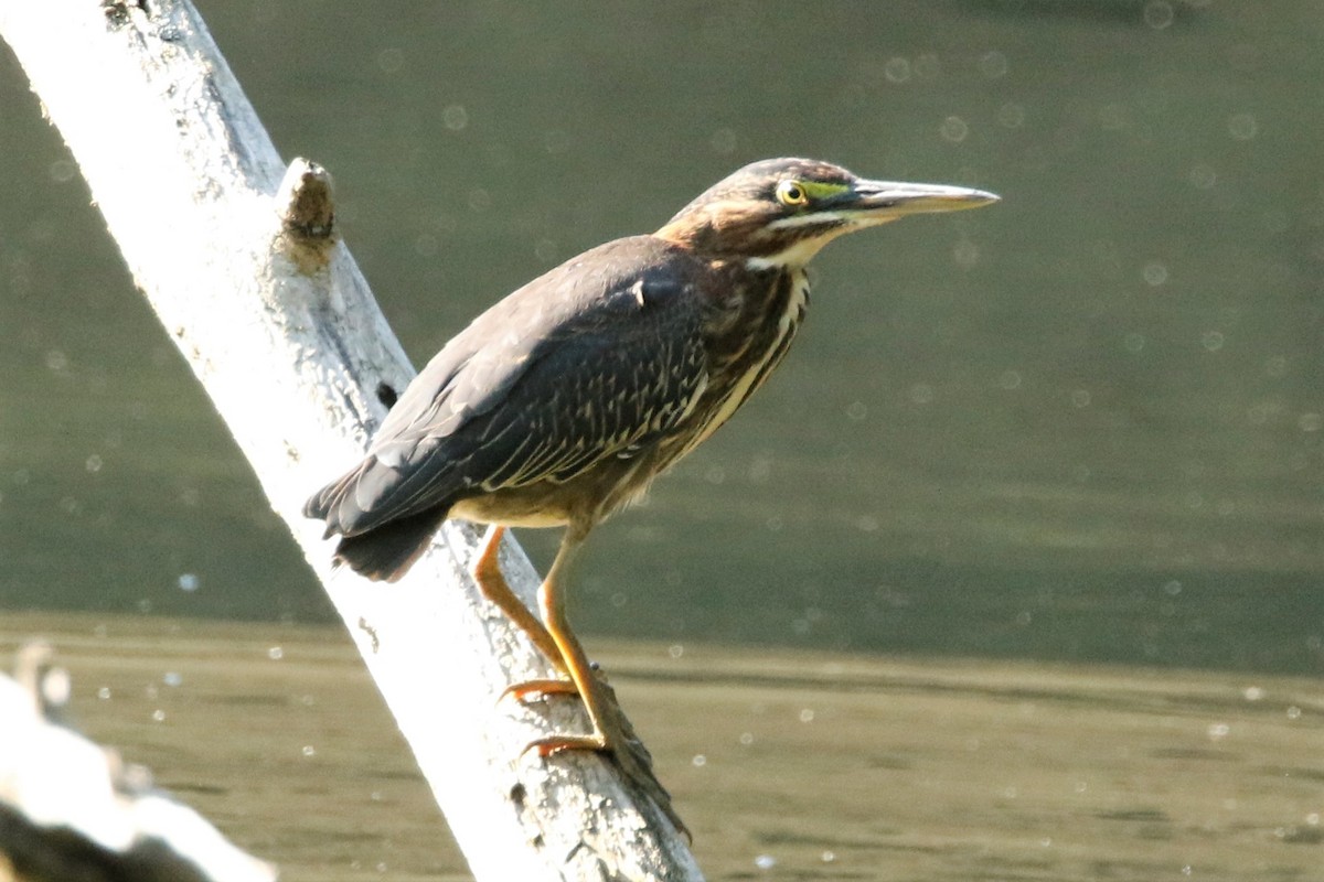 Green Heron - ML478078571