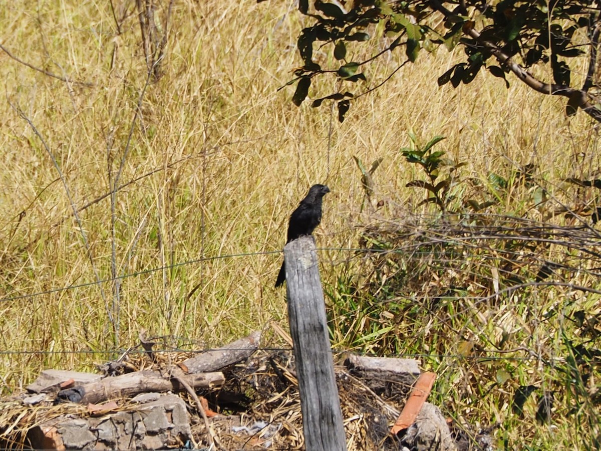 Smooth-billed Ani - ML478078631