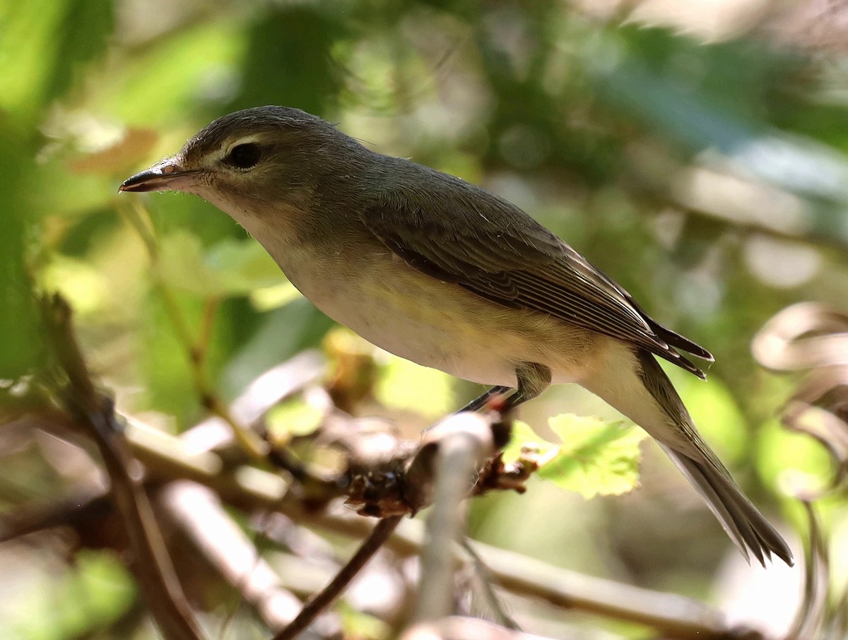 Warbling Vireo - Steven Pitt