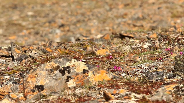 Red-necked Stint - ML478079