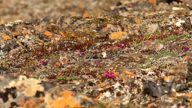 Red-necked Stint - ML478080