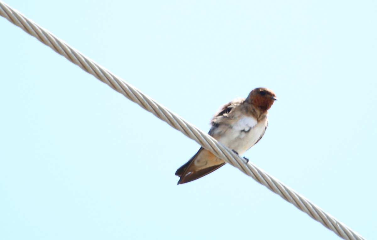 Golondrina Risquera (melanogaster) - ML478080121