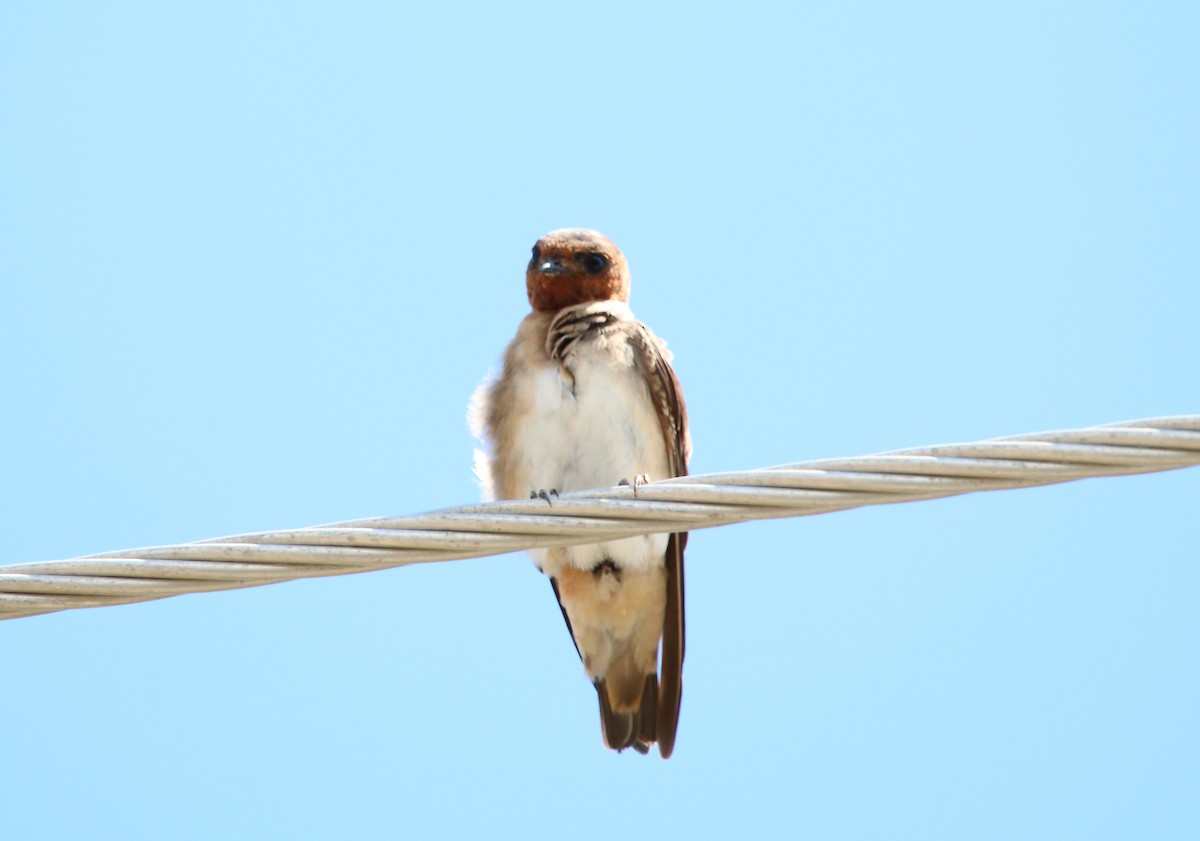 Cliff Swallow (melanogaster) - ML478080161