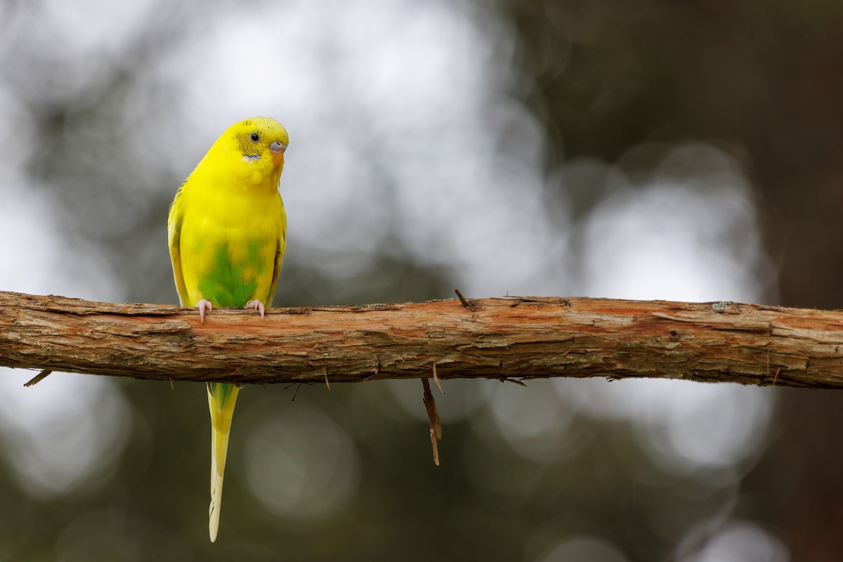 Budgerigar (Domestic type) - ML478080701