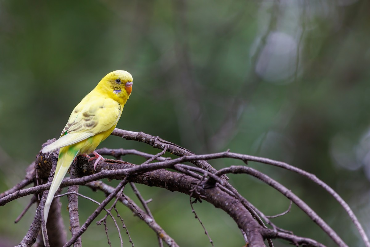 Budgerigar (Domestic type) - ML478080711